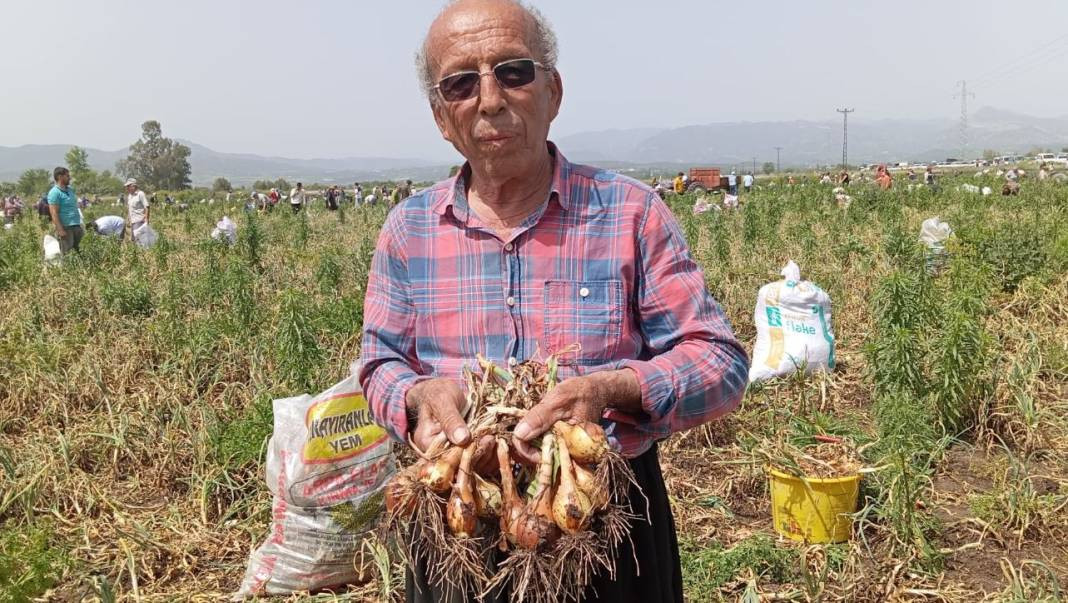 Soğanları satamayınca bedava yaptı üç bin kişi tarlayı talan etti. Ülkenin getirilen hali bu... - Resim: 5